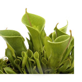 Heliamphora | Sun Pitcher Plant Leaf Culture