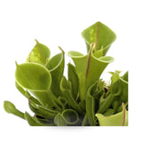 Heliamphora | Sun Pitcher Plant Leaf Culture