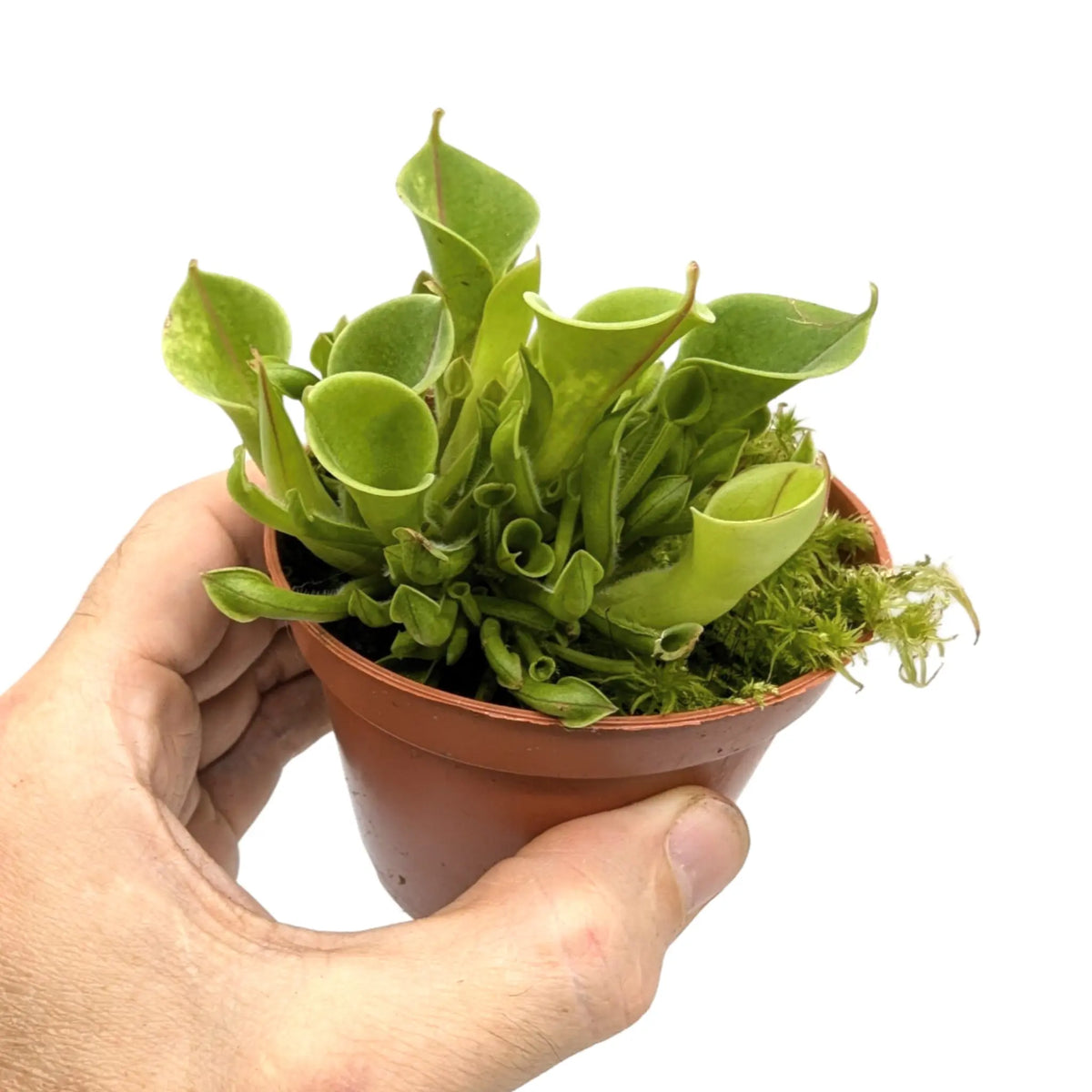 Heliamphora | Sun Pitcher Plant Leaf Culture