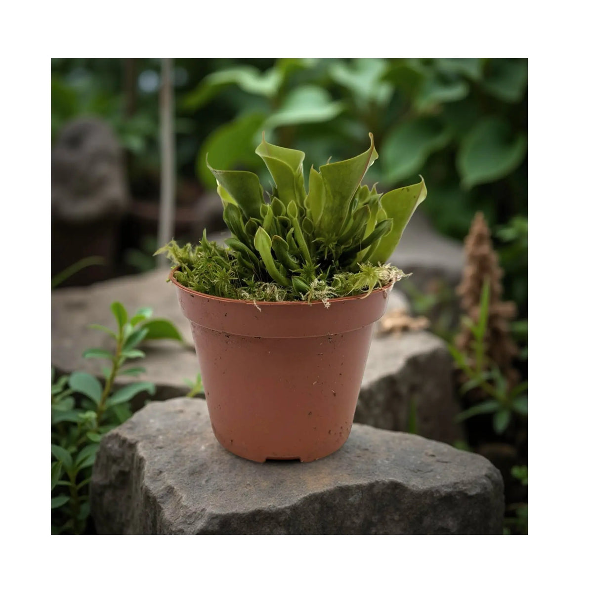 Heliamphora | Sun Pitcher Plant Leaf Culture