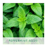 Herbal Tea Grow Your Own Kit Plant Gift Co