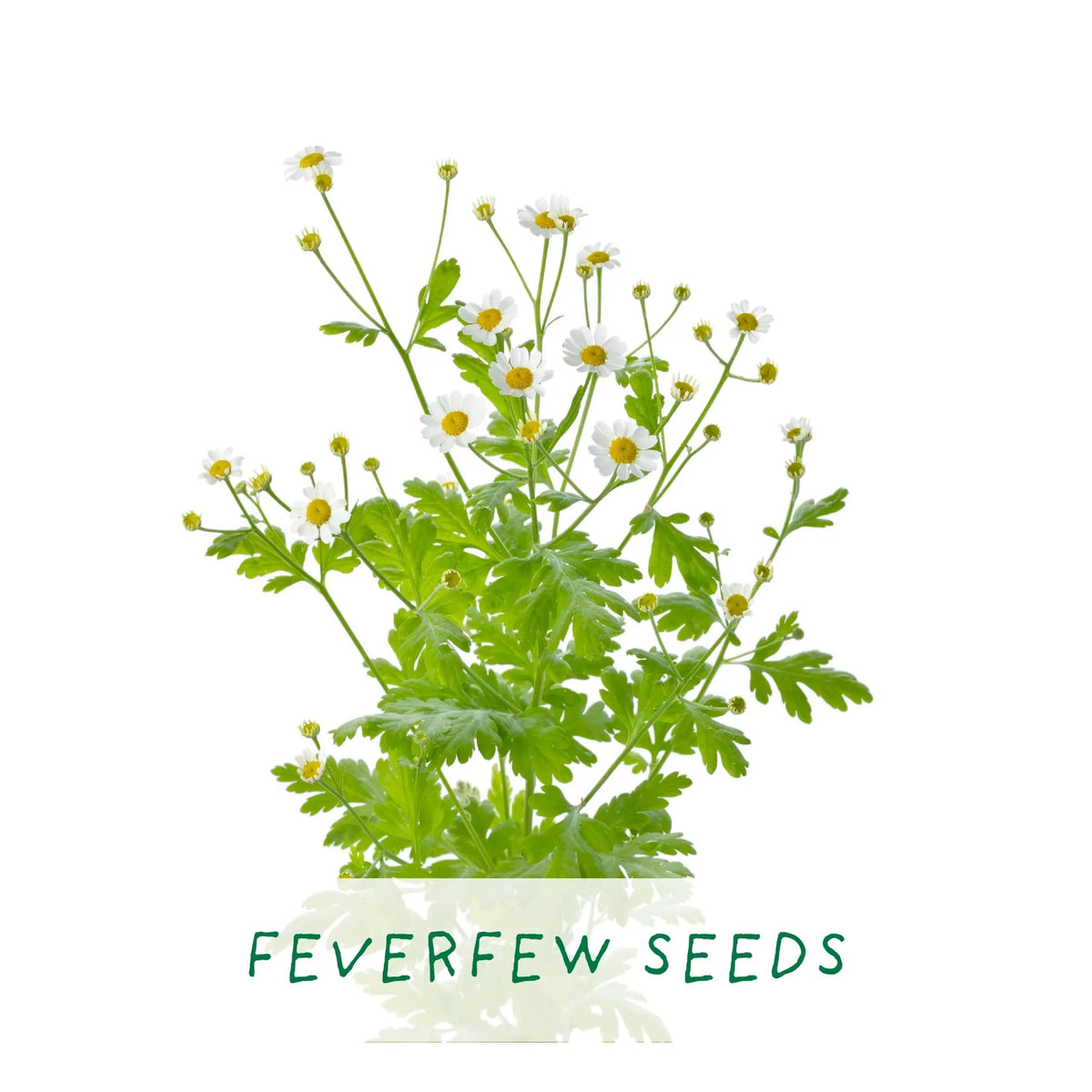 Herbal Tea Grow Your Own Kit Plant Gift Co