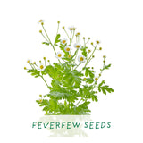 Herbal Tea Grow Your Own Kit Plant Gift Co