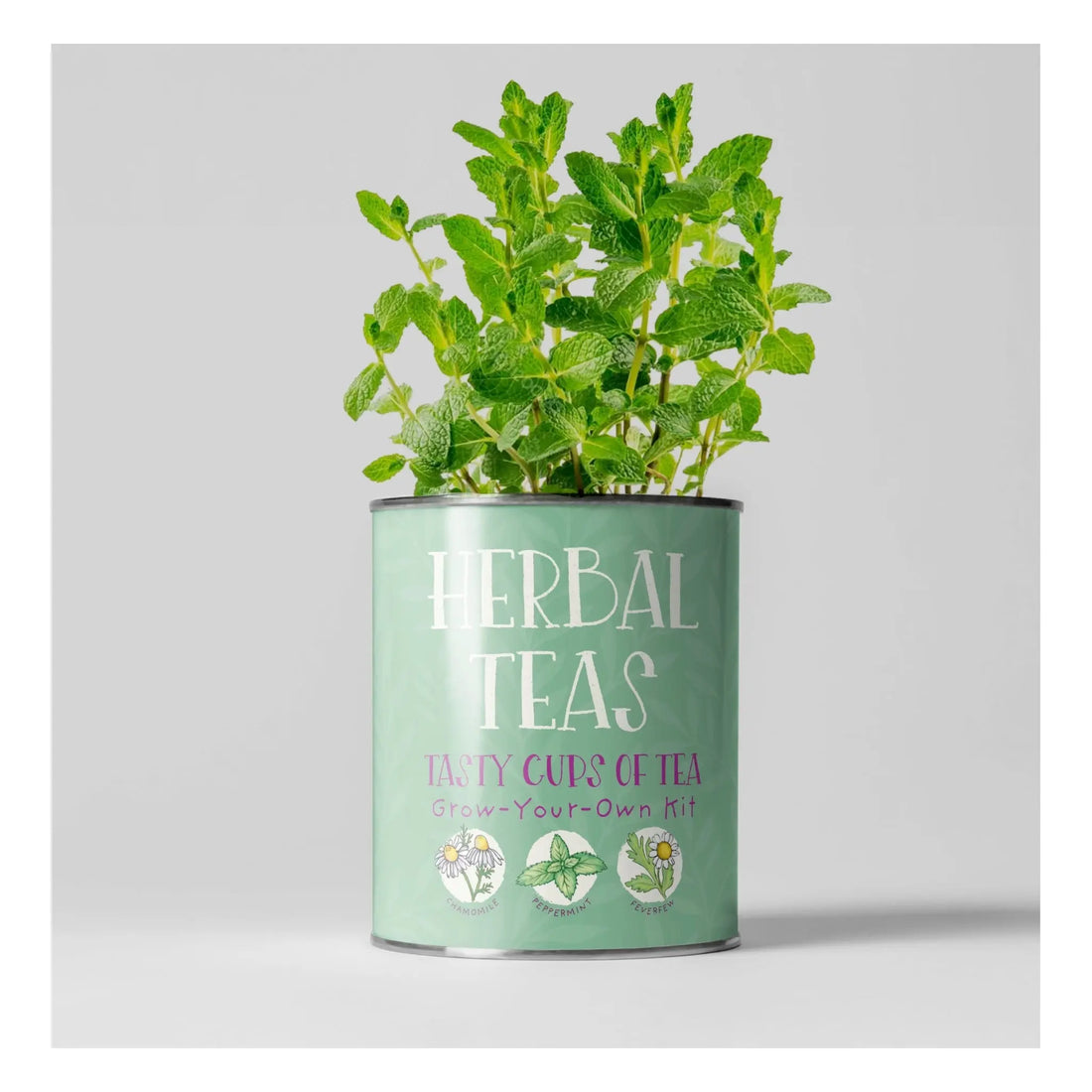 Herbal Tea Grow Your Own Kit Plant Gift Co