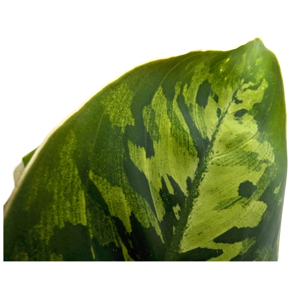 Homalomena wallisii Camouflage_4_thumb