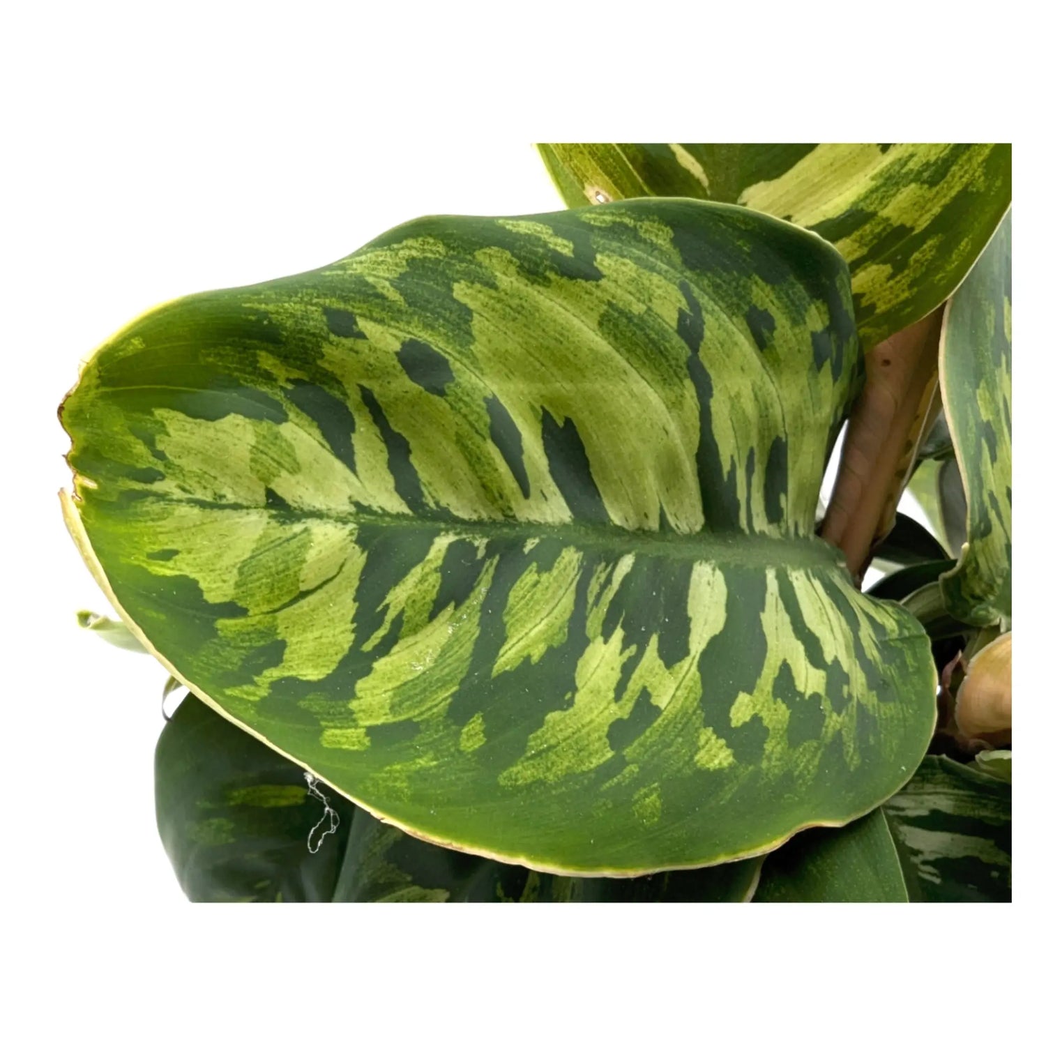 Homalomena wallisii Camouflage Leaf Culture