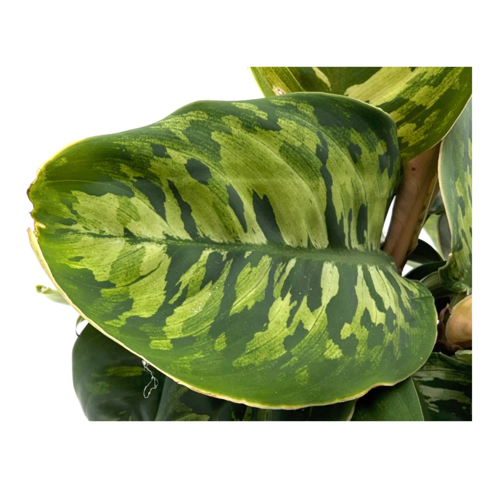 Homalomena wallisii Camouflage_3_thumb