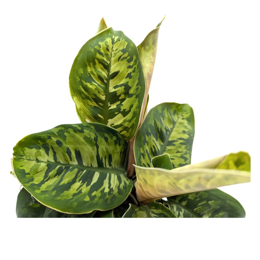 Homalomena wallisii Camouflage_2_thumb