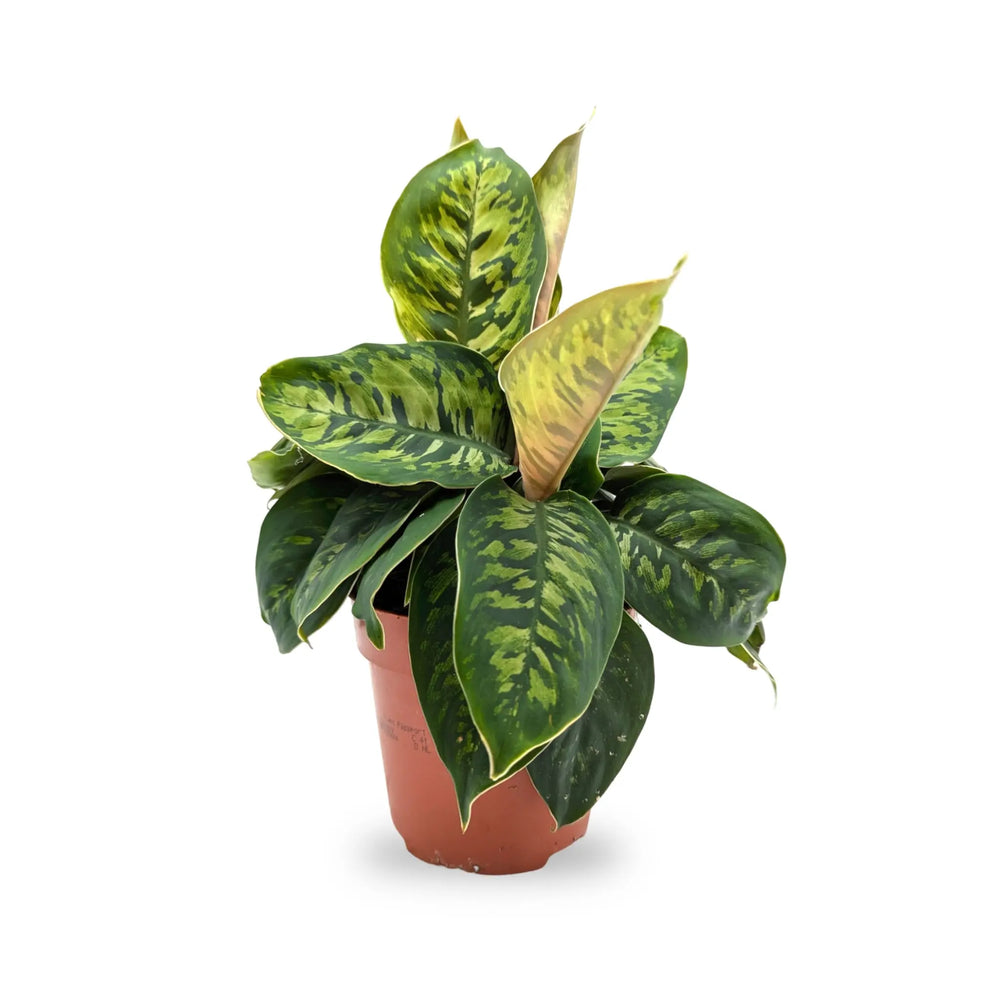 Homalomena wallisii Camouflage_1_thumb