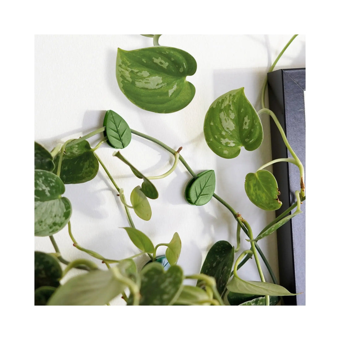 Houseplant Climbing Clips Leaf Culture