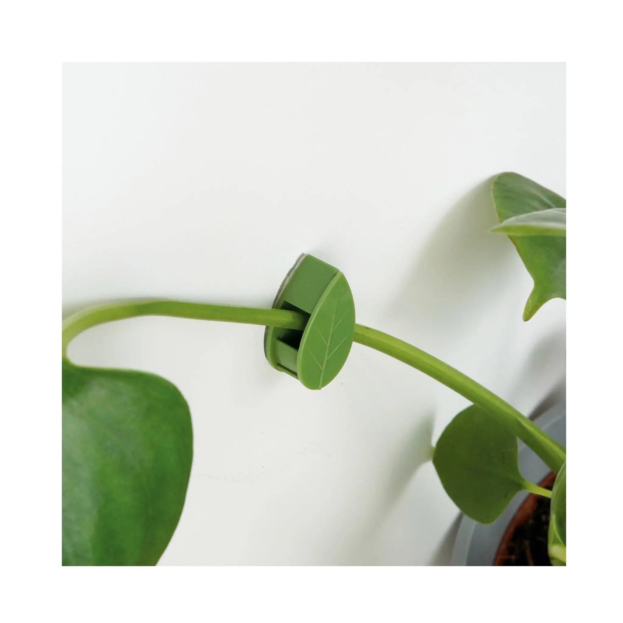 Houseplant Climbing Clips Leaf Culture