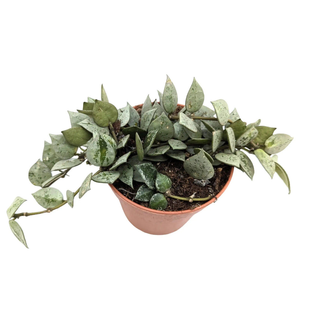 Hoya Eskimo | Wax Plant Leaf Culture