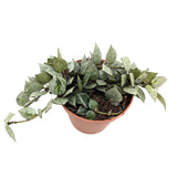 Hoya Eskimo | Wax Plant Leaf Culture