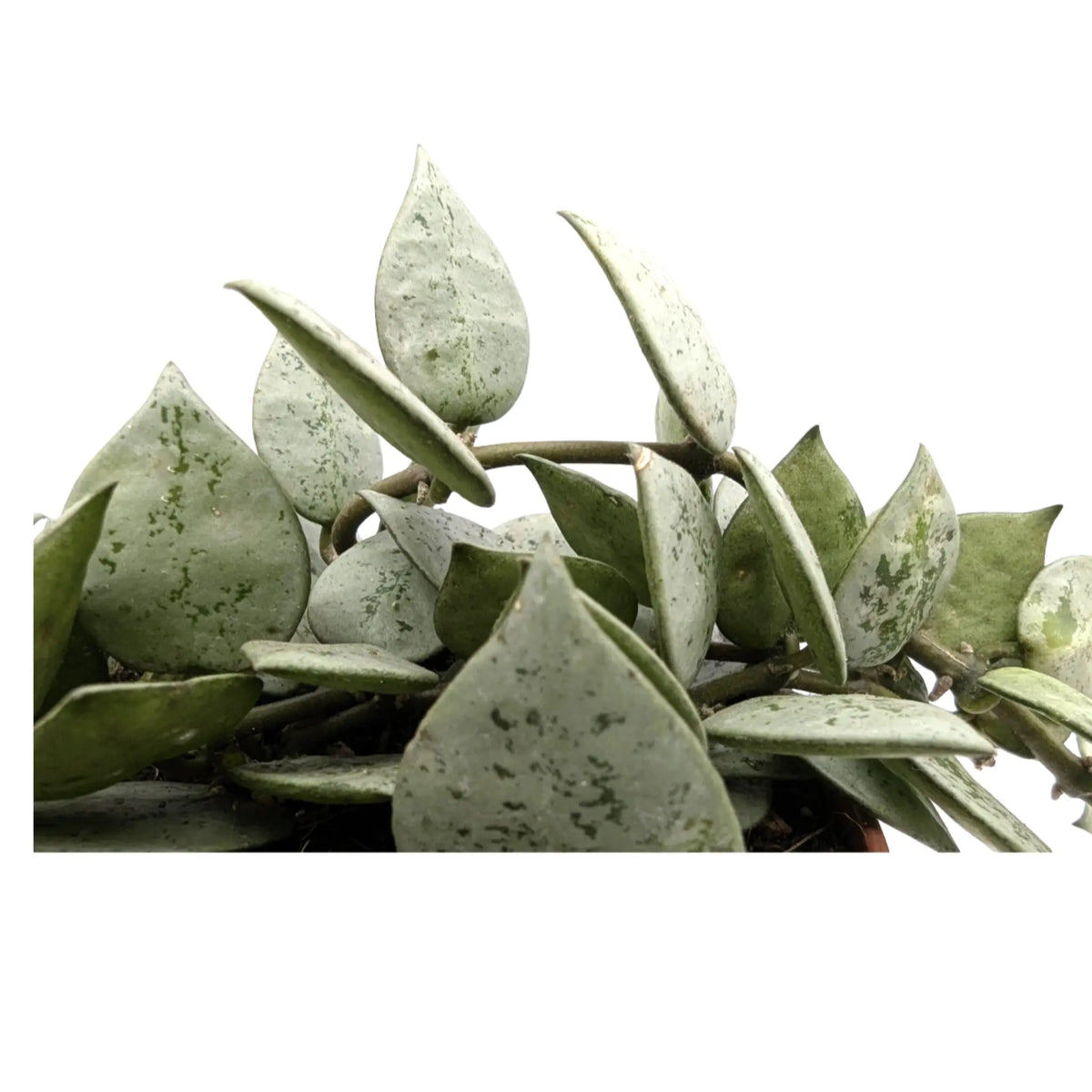 Hoya Eskimo | Wax Plant Leaf Culture