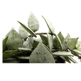Hoya Eskimo | Wax Plant Leaf Culture