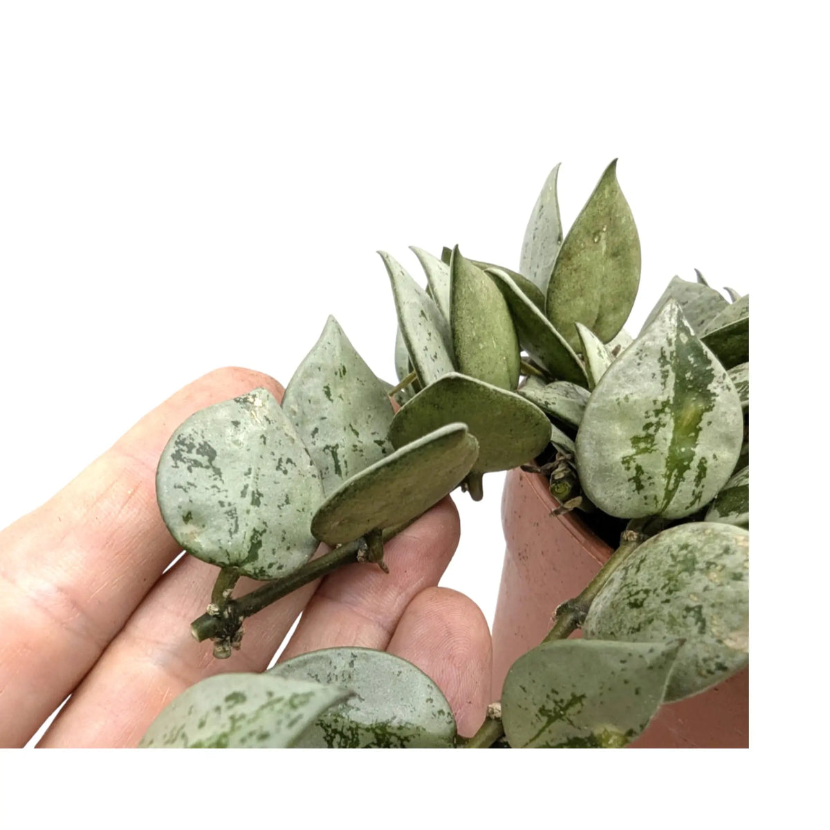 Hoya Eskimo | Wax Plant Leaf Culture