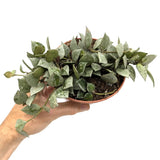 Hoya Eskimo | Wax Plant Leaf Culture