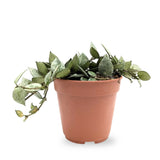 Hoya Eskimo | Wax Plant Leaf Culture