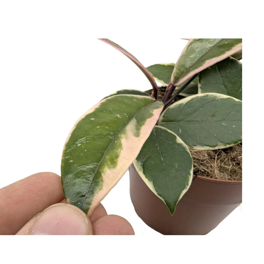 Hoya Flamingo Dream Star of Java_3_thumb