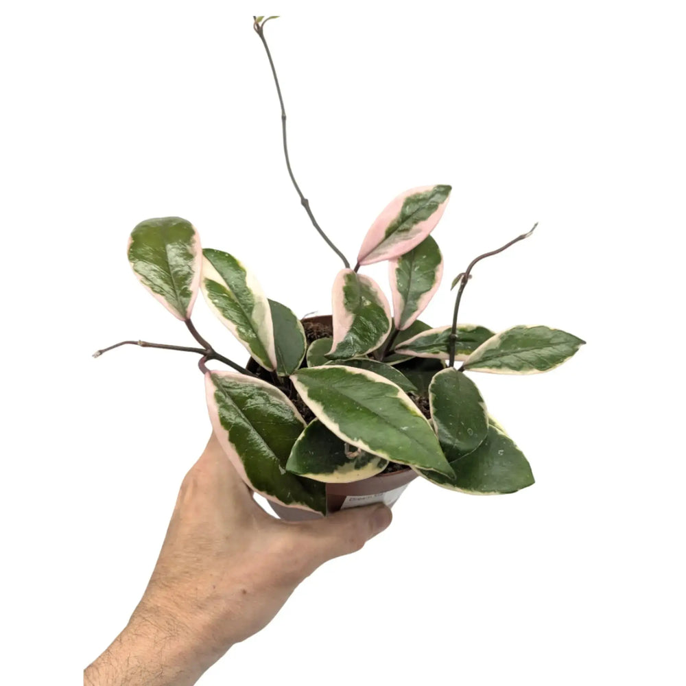 Hoya Houseplant Bundle_3_thumb