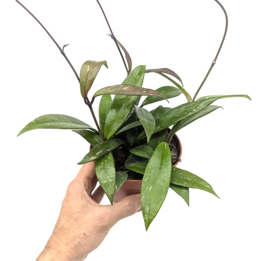 Hoya Houseplant Bundle_2_thumb