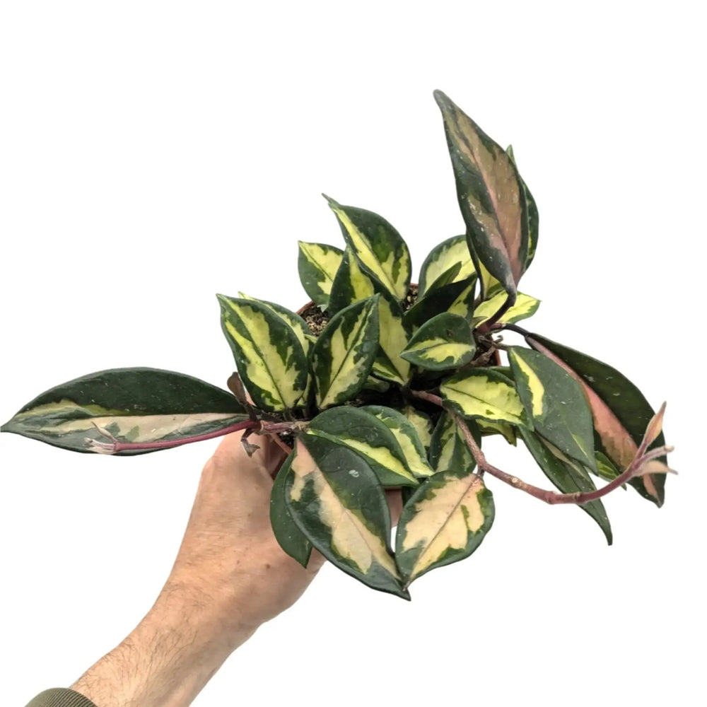 Hoya Houseplant Bundle_4_thumb