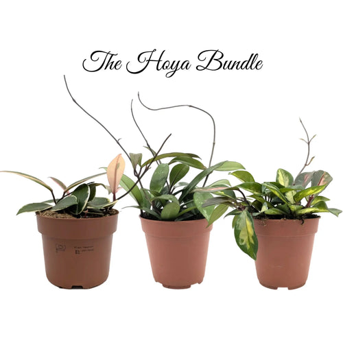Hoya Houseplant Bundle Leaf Culture