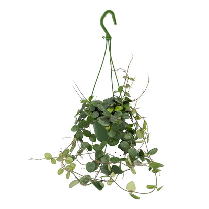 Hoya Mathilde Hanging Plant - Sweetheart Hoya Leaf Culture