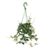 Hoya Mathilde Hanging Plant - Sweetheart Hoya Leaf Culture