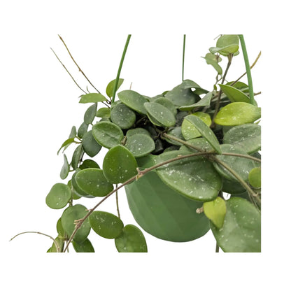Hoya Mathilde Hanging Plant - Sweetheart Hoya Leaf Culture