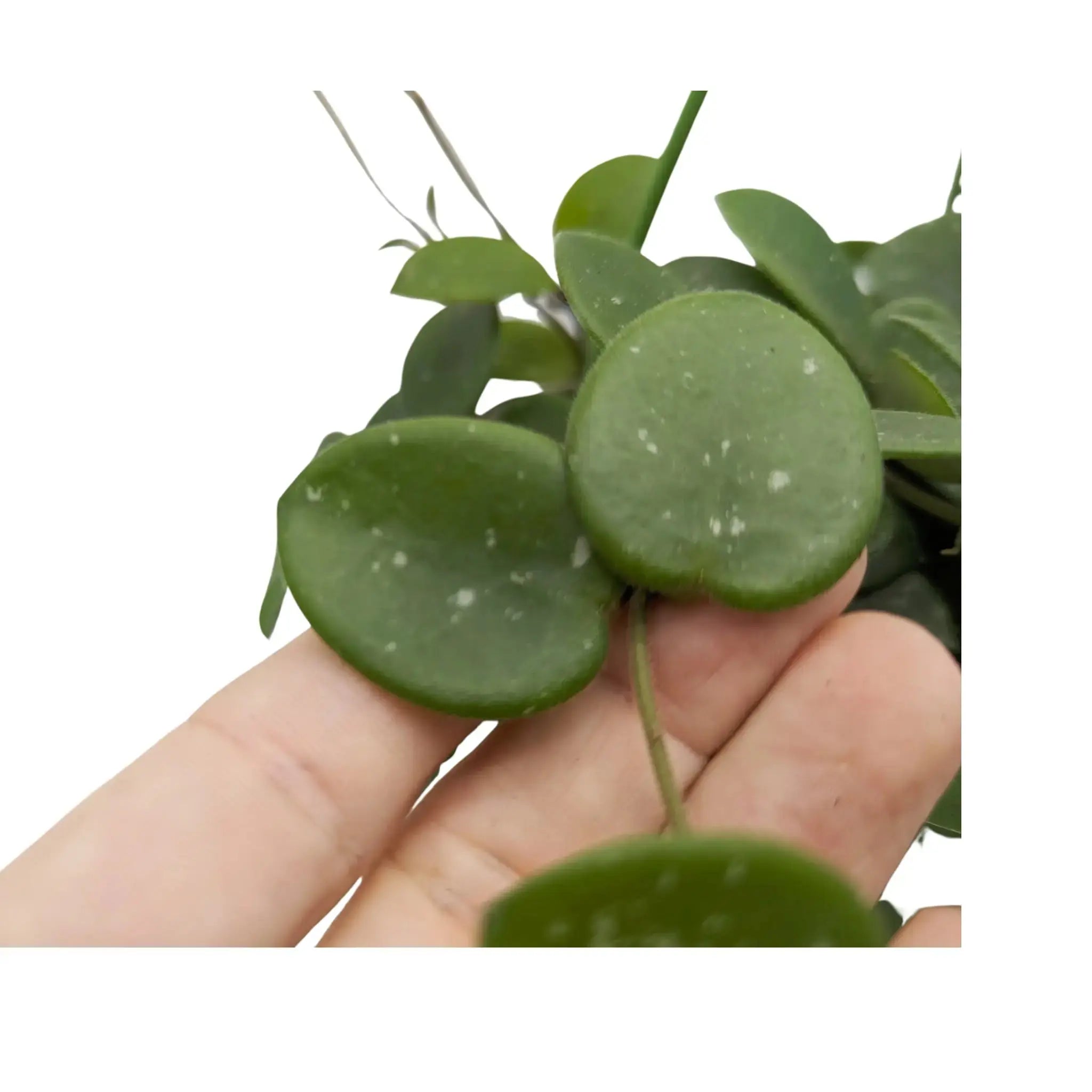 Hoya Mathilde Hanging Plant - Sweetheart Hoya Leaf Culture