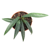Hoya Minibelle Leaf Culture