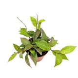 Hoya Sunrise | Wax Plant Leaf Culture