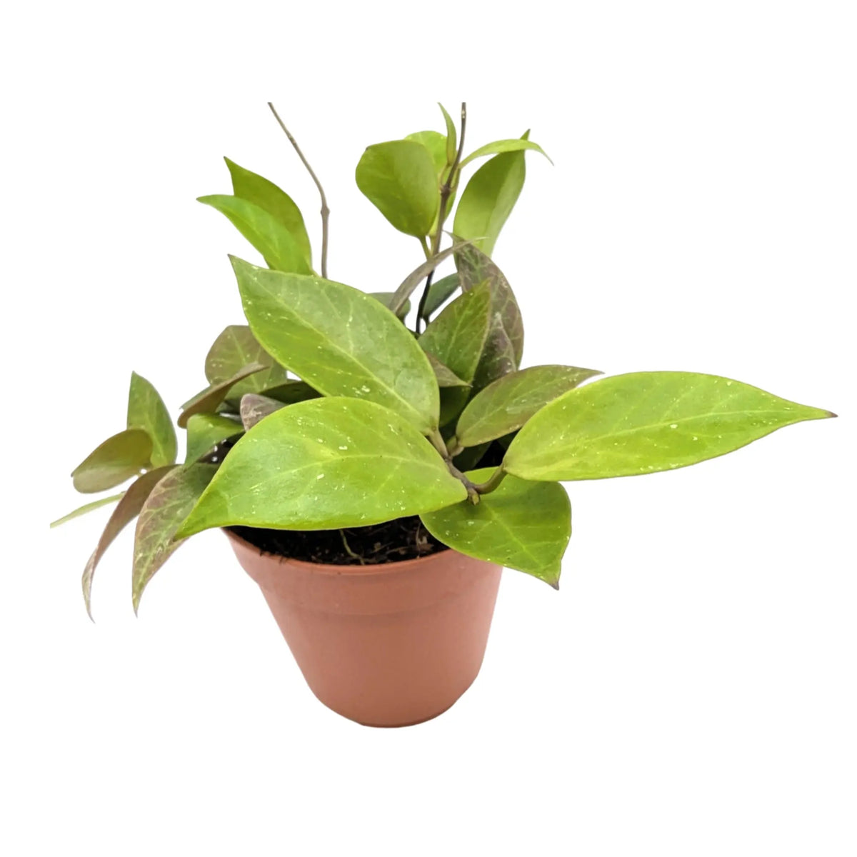 Hoya Sunrise | Wax Plant Leaf Culture