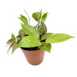 Hoya Sunrise | Wax Plant Leaf Culture