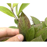 Hoya Sunrise | Wax Plant Leaf Culture