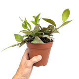 Hoya Sunrise | Wax Plant Leaf Culture