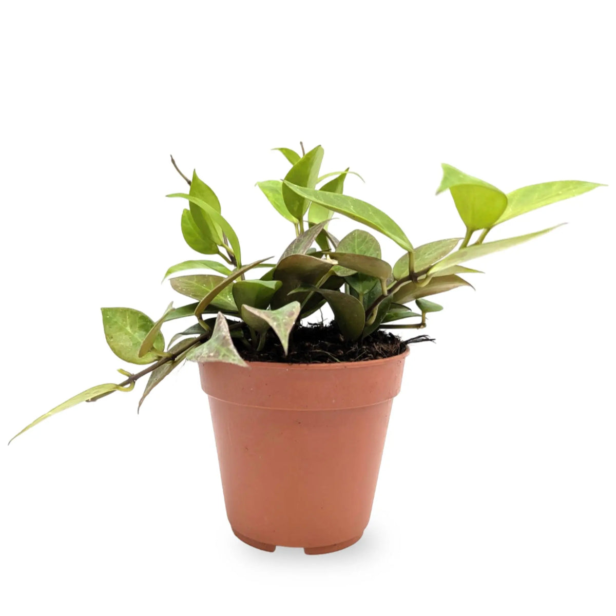 Hoya Sunrise | Wax Plant Leaf Culture