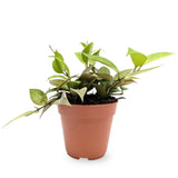 Hoya Sunrise | Wax Plant Leaf Culture