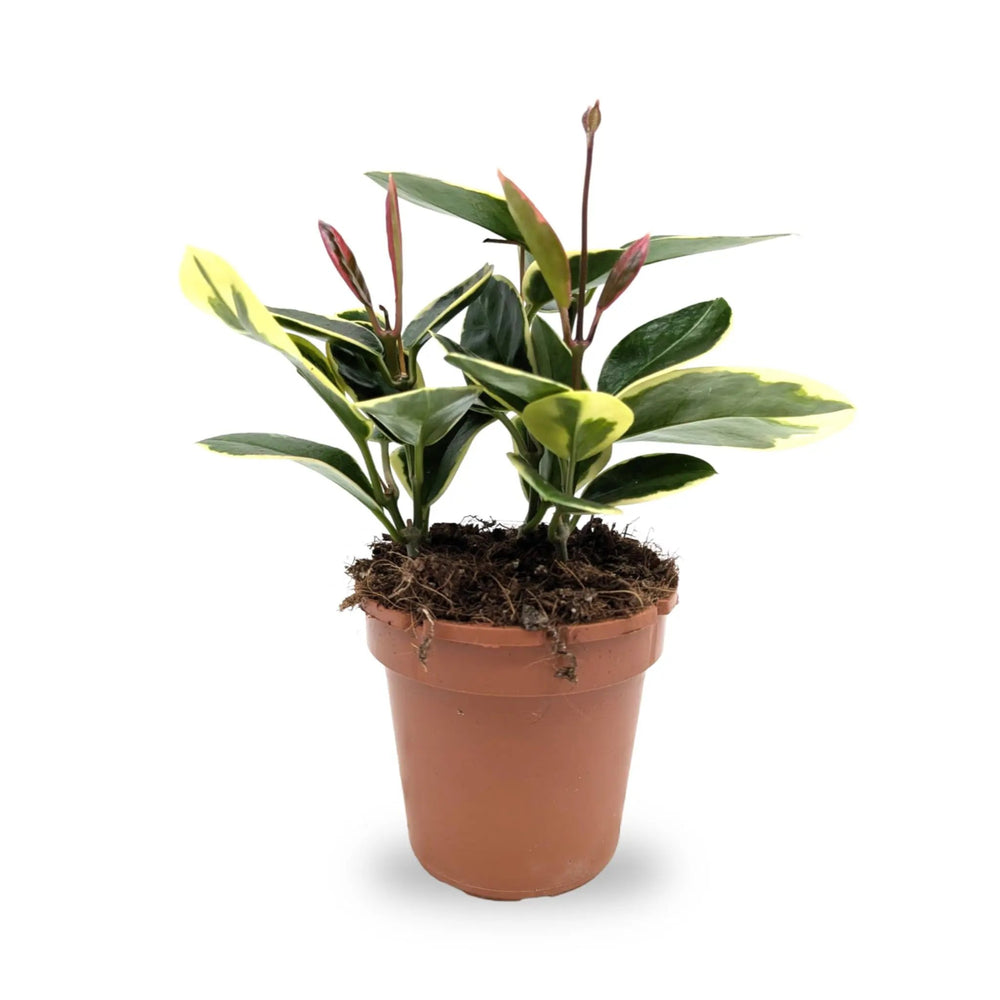 Hoya australis Blonde_2_main