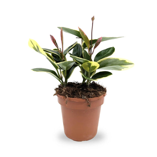 Hoya australis Blonde Leaf Culture