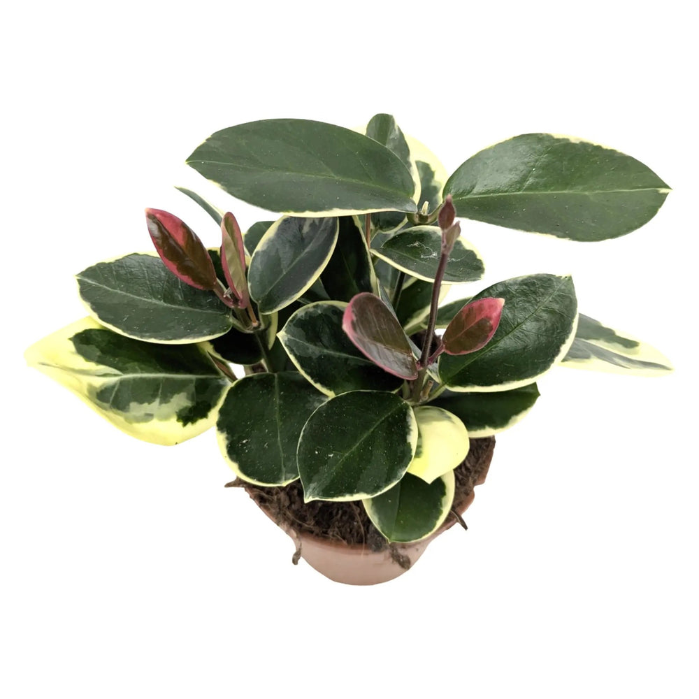 Hoya australis Blonde_3_main