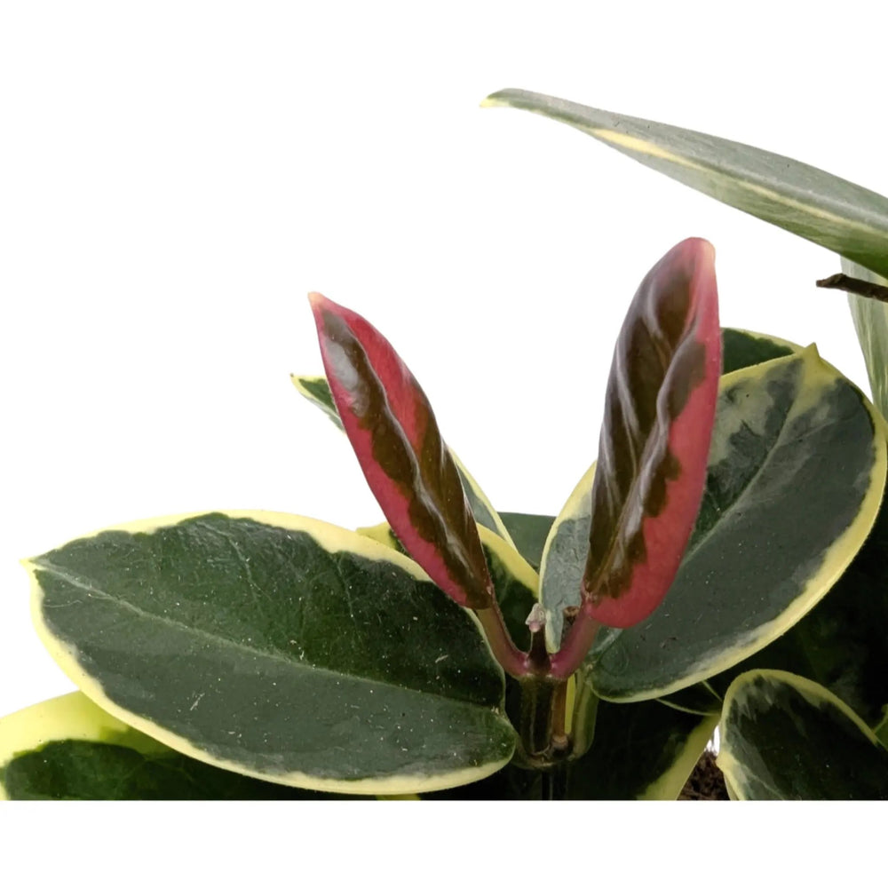 Hoya australis Blonde_4_main