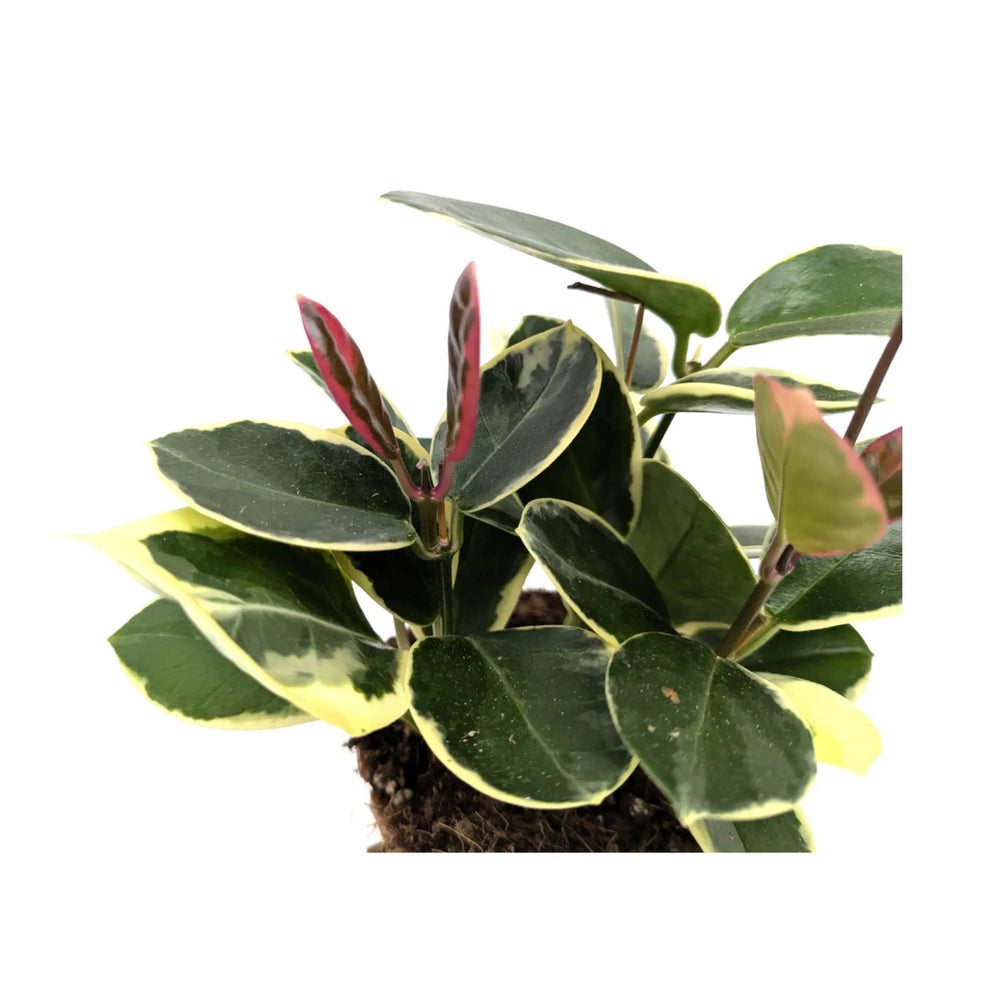 Hoya australis Blonde_5_main