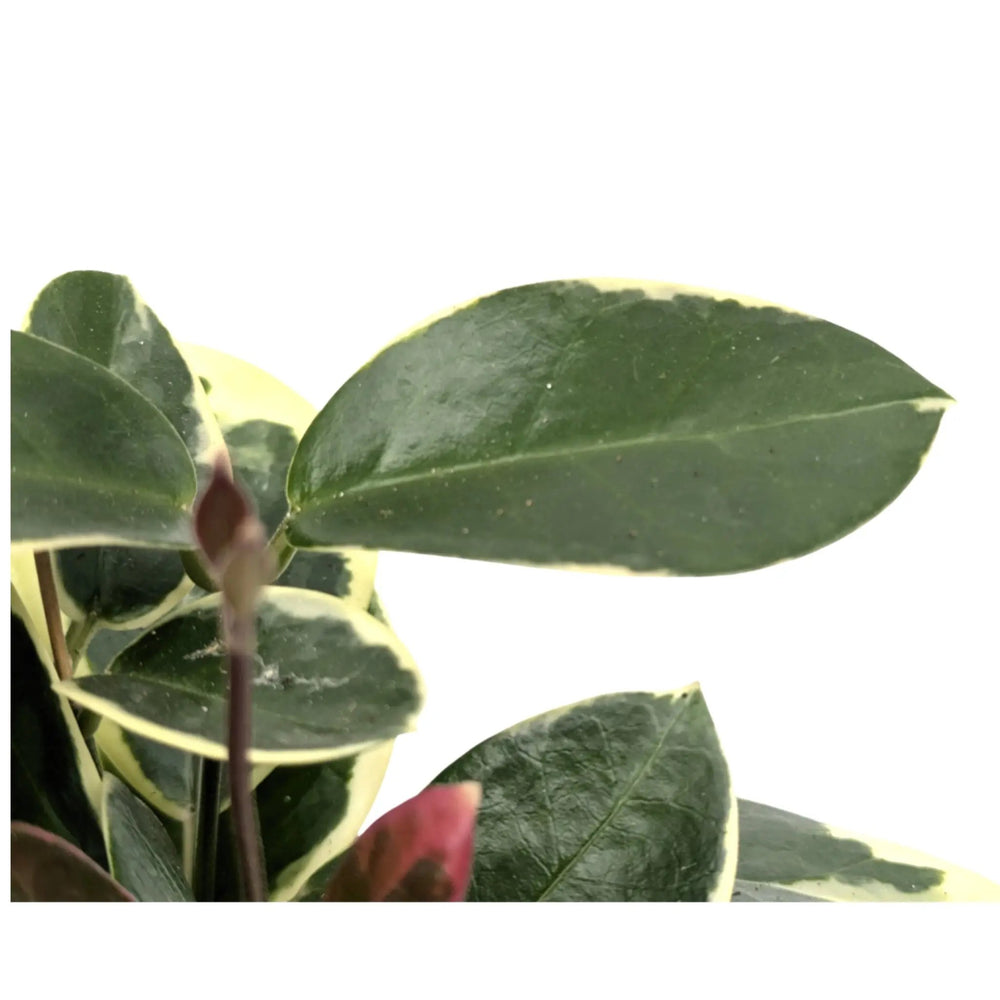 Hoya australis Blonde_6_main