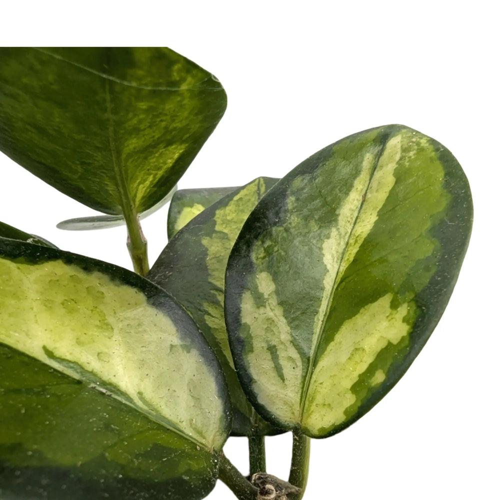 Hoya australis Lisa_3_thumb