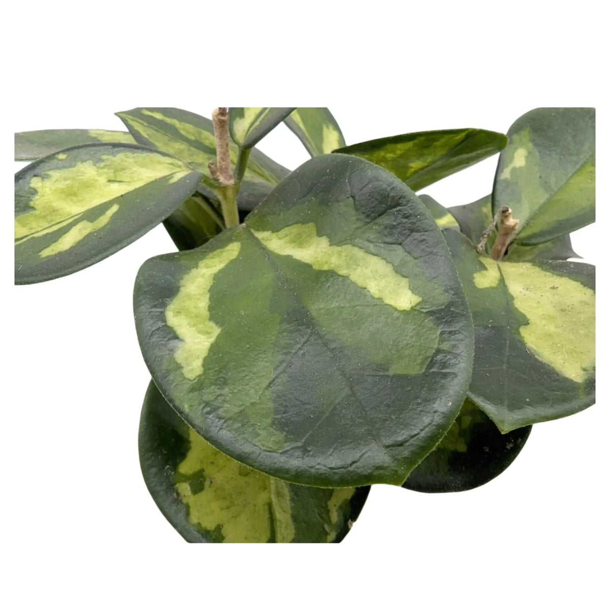 Hoya australis Lisa Leaf Culture