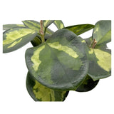 Hoya australis Lisa Leaf Culture