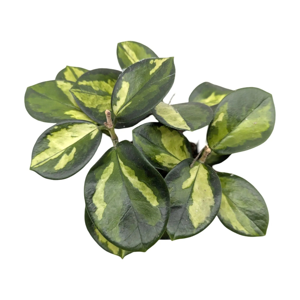 Hoya australis Lisa_2_thumb