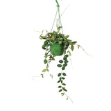 Hoya burtoniae Hanging Plant - Wax Plant Leaf Culture